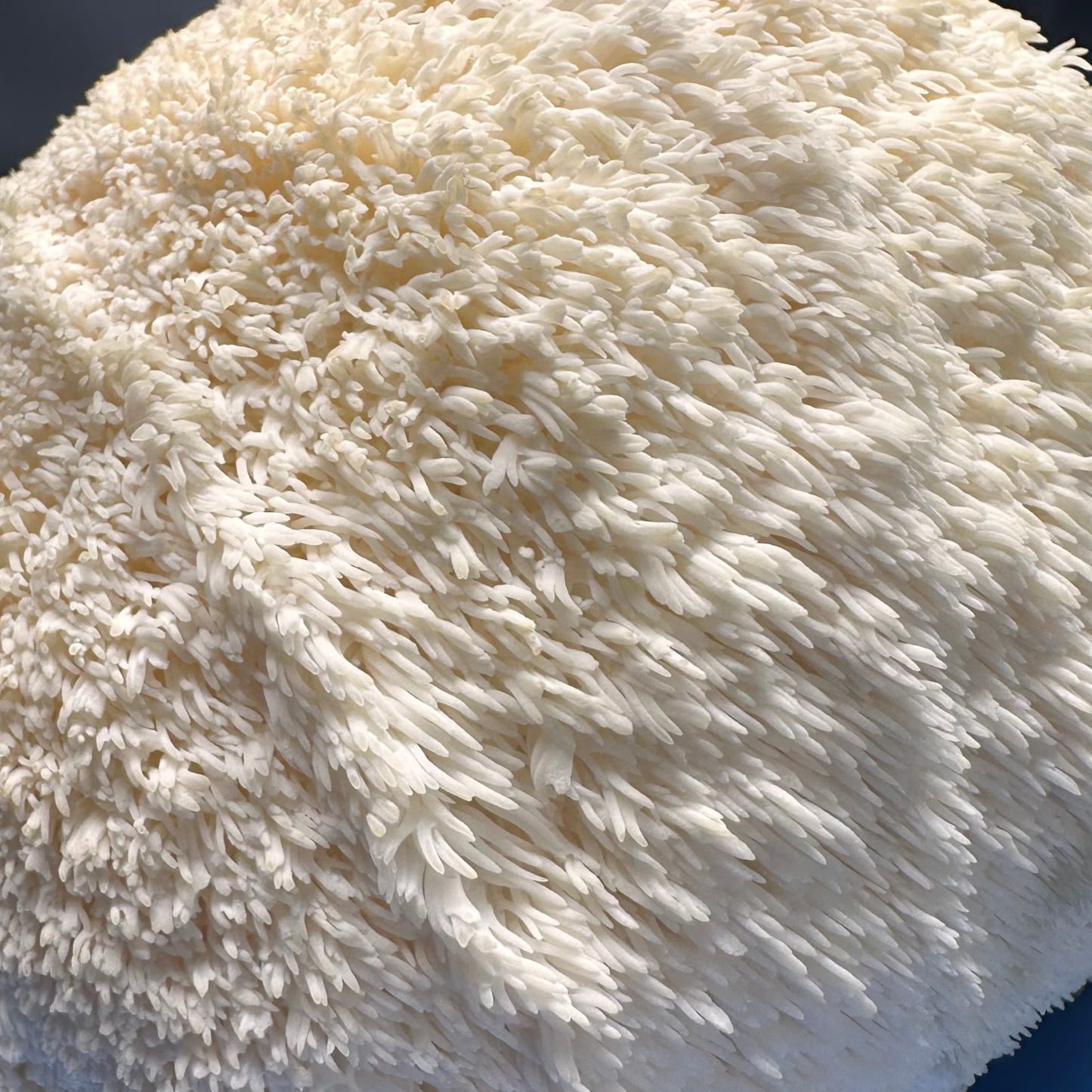 Lions Mane Mushrooms Large