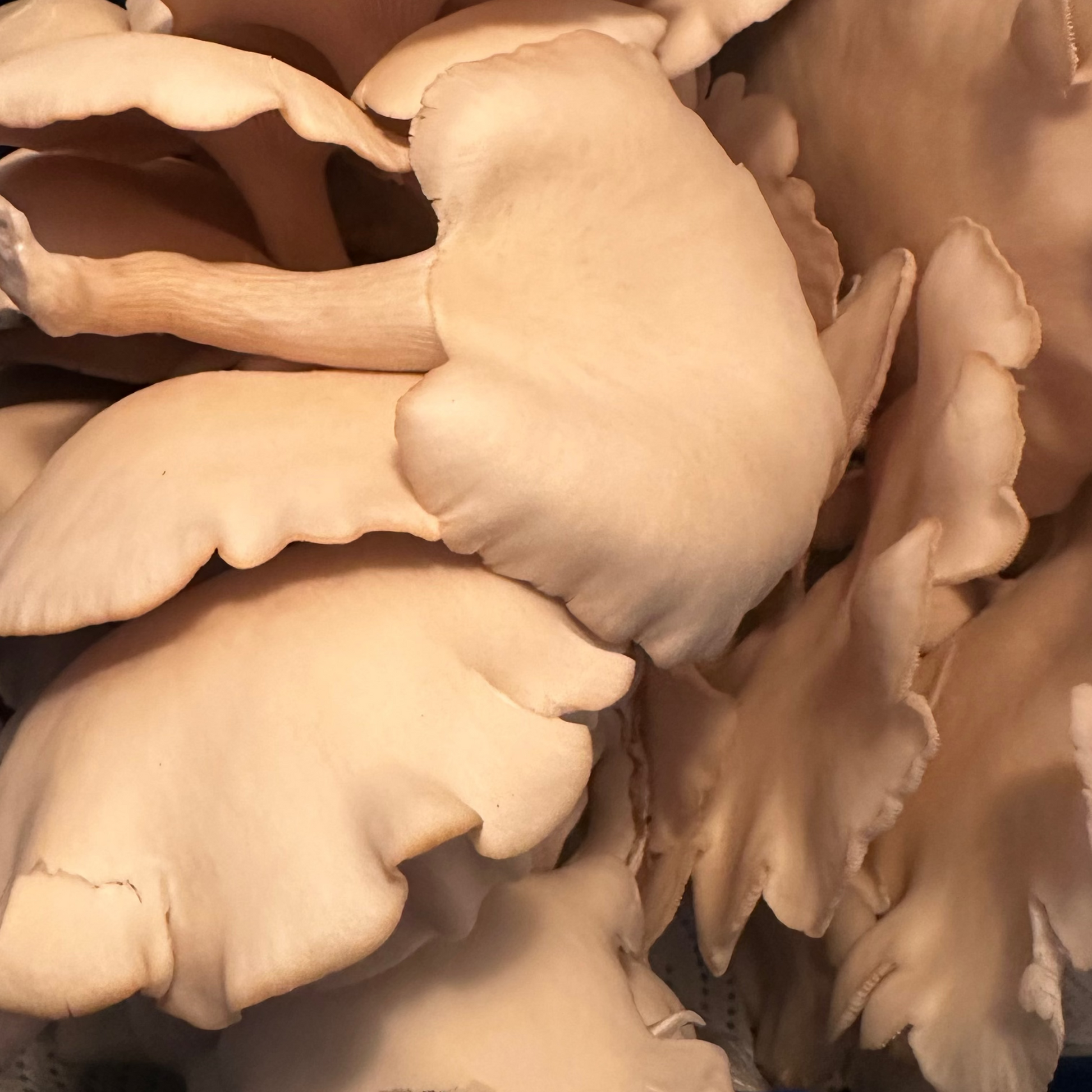 Close-up of a cluster of Princess Pearl oyster mushrooms with broad, wavy gills and ruffled edges.