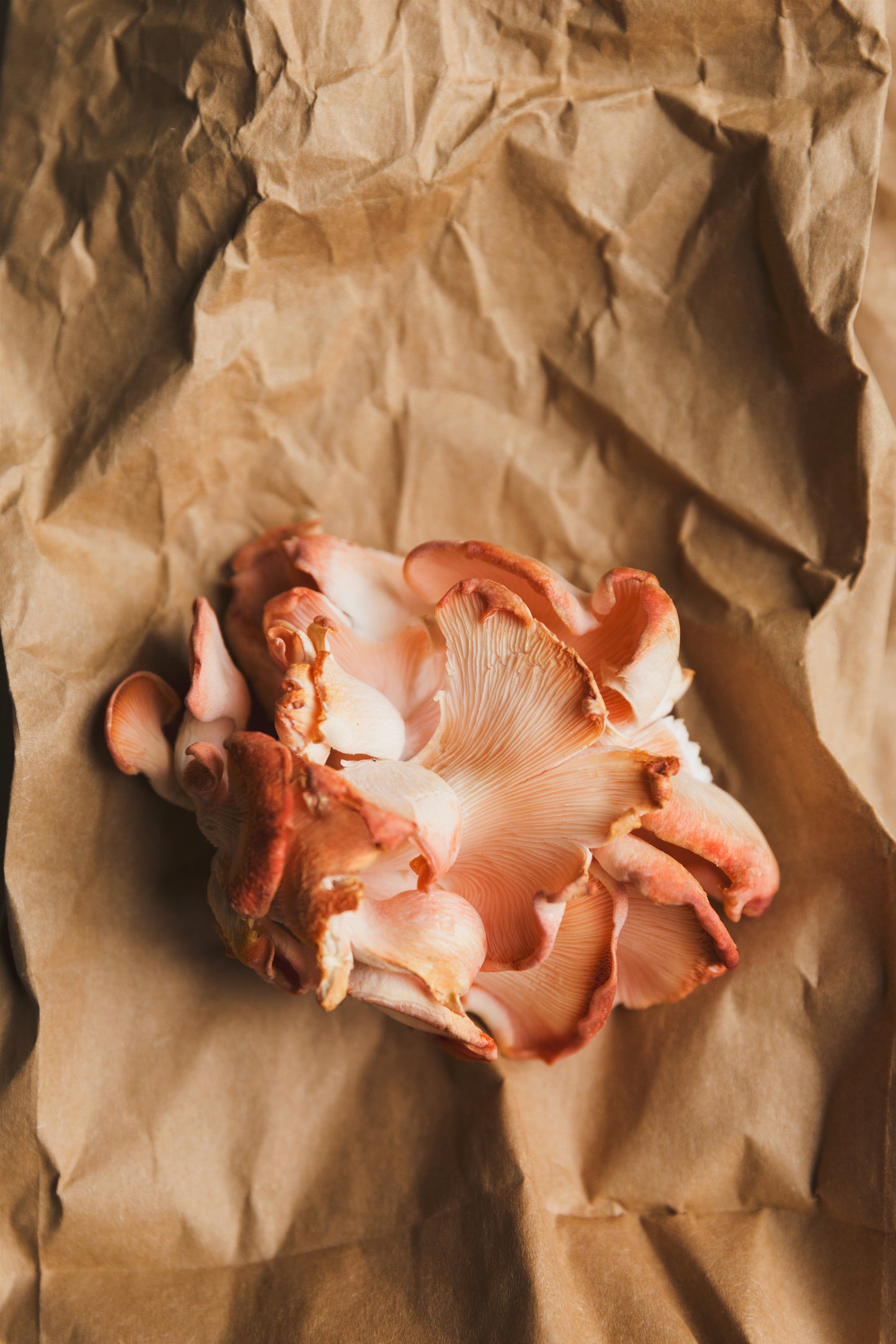 Oyster Mushrooms